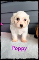 Poppy, a female Schnoodle for sale in Abbeville, SC – Photo 3 of 3