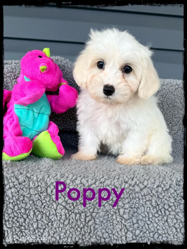 Poppy – Schnoodle puppy for sale in Abbeville, SC