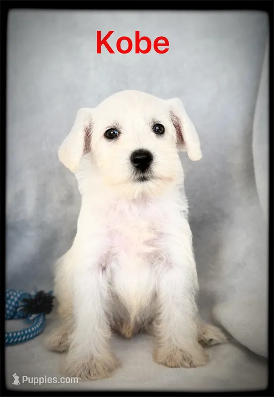 Kobe – Miniature Schnauzer puppy for sale in Abbeville, SC