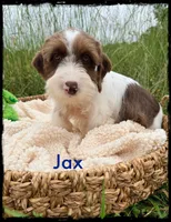 Jax, a male Schnoodle for sale in Abbeville, SC – 5 of 6