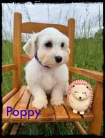 Poppy, a female Schnoodle for sale in Abbeville, SC – 3 of 5