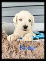 Kobe, a male Miniature Schnauzer for sale in Abbeville, SC – 3 of 4