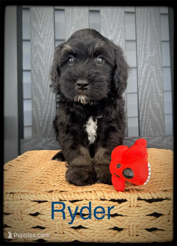Ryder – Schnoodle puppy for sale in Abbeville, SC