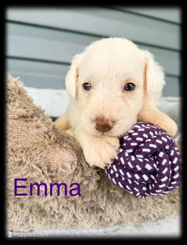 Emma – Miniature Schnauzer puppy for sale in Abbeville, SC
