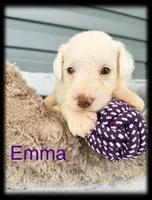 Emma, a female Miniature Schnauzer for sale in Abbeville, SC – 1 of 5