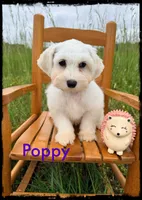 Poppy, a female Schnoodle for sale in Abbeville, SC – 4 of 5