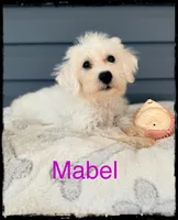 Mabel, a female Schnoodle for sale in Abbeville, SC – 1 of 4