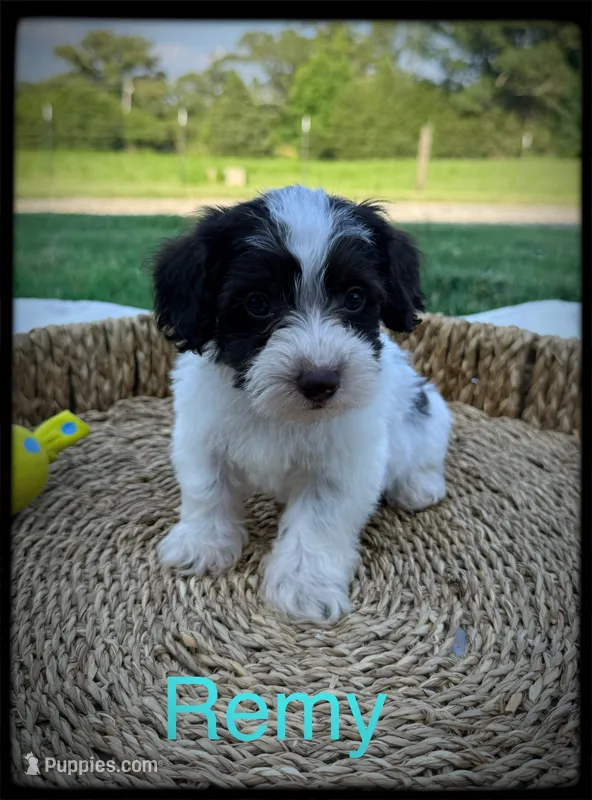 Remy – Schnoodle puppy for sale in Abbeville, SC