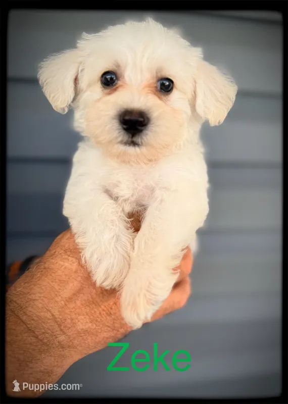 Zeke – Schnoodle puppy for sale in Abbeville, SC