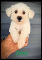 Zeke, a male Schnoodle for sale in Abbeville, SC – 1 of 3