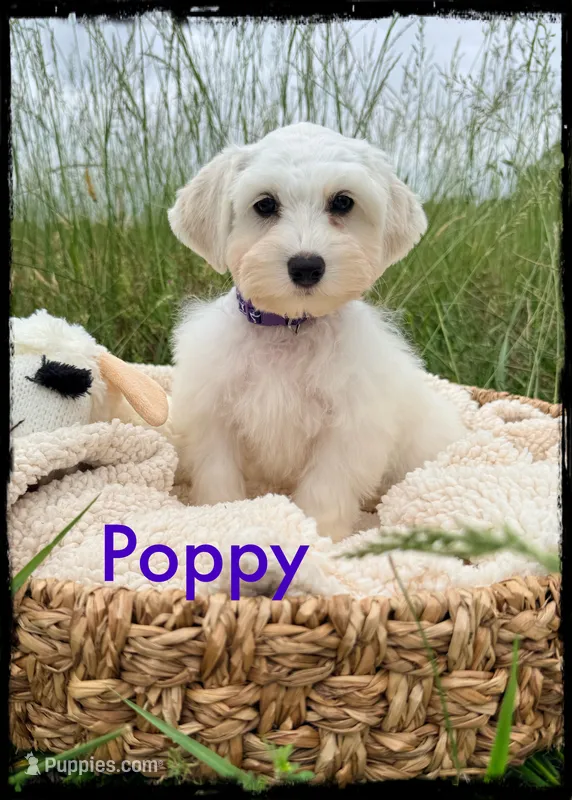 Poppy, a female Schnoodle for sale in Abbeville, SC – 1 of 5