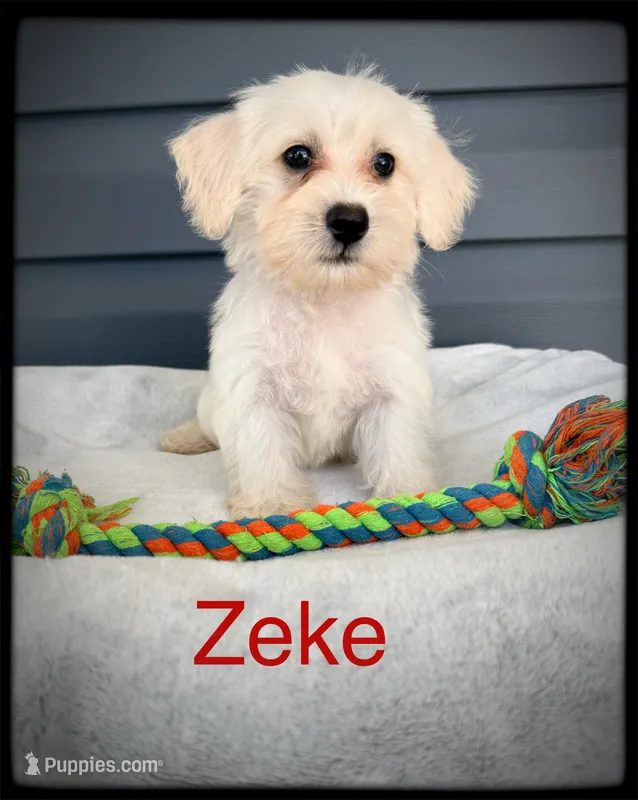 Zeke – Schnoodle puppy for sale in Abbeville, SC