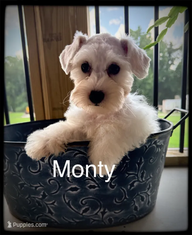 Monty – Schnoodle puppy for sale in Abbeville, SC
