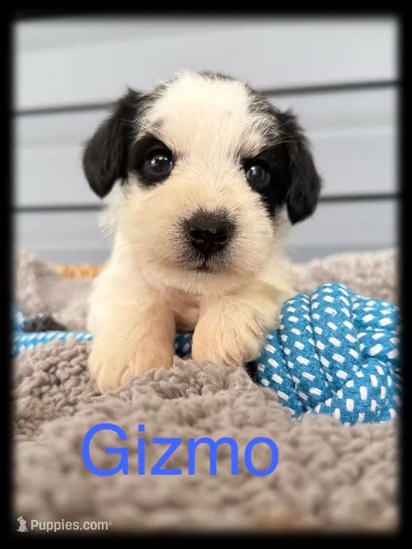 Gizmo – Miniature Schnauzer puppy for sale in Abbeville, SC