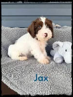 Jax, a male Schnoodle for sale in Abbeville, SC – Photo 1 of 3