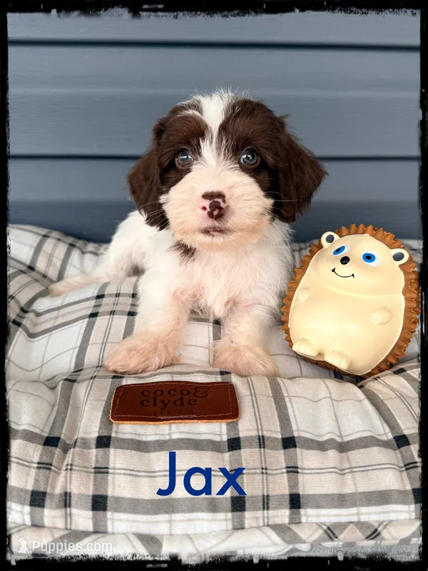 Jax – Schnoodle puppy for sale in Abbeville, SC