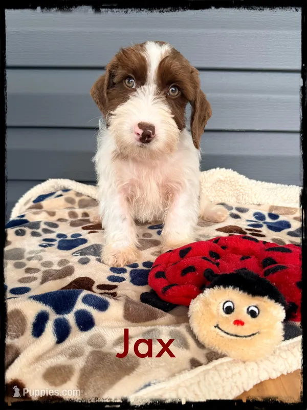 Jax – Schnoodle puppy for sale in Abbeville, SC