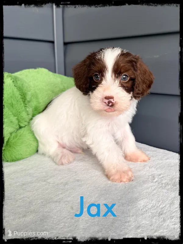 Jax – Schnoodle puppy for sale in Abbeville, SC