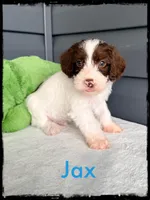 Jax, a male Schnoodle for sale in Abbeville, SC – Photo 1 of 3