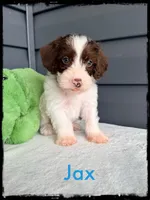 Jax, a male Schnoodle for sale in Abbeville, SC – Photo 2 of 3