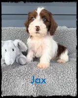 Jax, a male Schnoodle for sale in Abbeville, SC – Photo 2 of 3