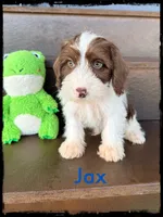 Jax, a male Schnoodle for sale in Abbeville, SC – Photo 3 of 3