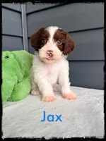 Jax, a male Schnoodle for sale in Abbeville, SC – Photo 3 of 3