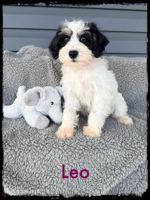 Leo – Schnoodle puppy for sale in Abbeville, SC