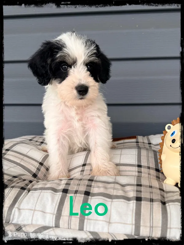 Leo – Schnoodle puppy for sale in Abbeville, SC