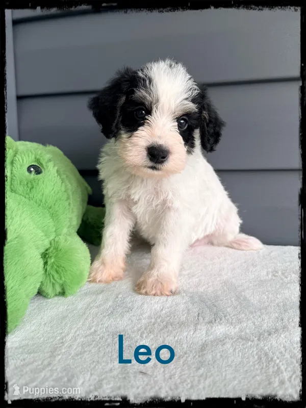 Leo – Schnoodle puppy for sale in Abbeville, SC