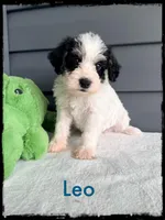 Leo, a male Schnoodle for sale in Abbeville, SC – Photo 1 of 3