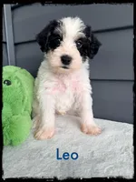 Leo, a male Schnoodle for sale in Abbeville, SC – Photo 3 of 3