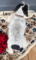 Leo, a male Schnoodle for sale in Abbeville, SC – 3 of 3