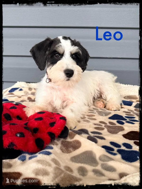 Leo – Schnoodle puppy for sale in Abbeville, SC