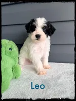 Leo, a male Schnoodle for sale in Abbeville, SC – Photo 2 of 3