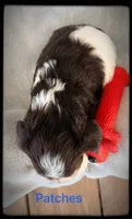 Patches, a male Miniature Schnauzer for sale in Abbeville, SC – 5 of 5