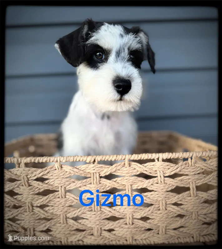 Gizmo – Miniature Schnauzer puppy for sale in Abbeville, SC