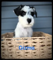 Gizmo, a male Miniature Schnauzer for sale in Abbeville, SC – 1 of 4