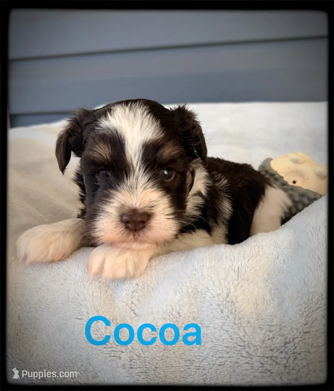 Cocoa – Miniature Schnauzer puppy for sale in Abbeville, SC
