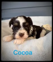 Cocoa, a male Miniature Schnauzer for sale in Abbeville, SC – 1 of 5