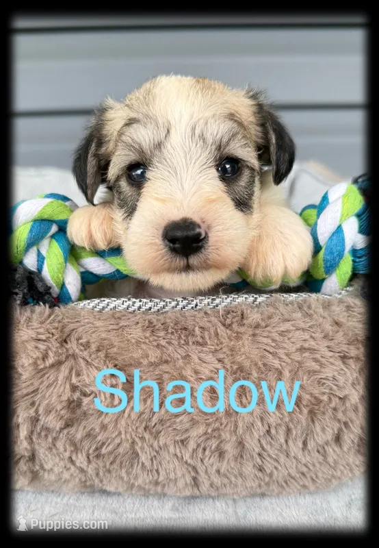Shadow – Miniature Schnauzer puppy for sale in Abbeville, SC