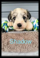 Shadow, a male Miniature Schnauzer for sale in Abbeville, SC – 1 of 4