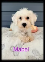Mabel, a female Schnoodle for sale in Abbeville, SC – 3 of 4