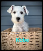 Kobe, a male Miniature Schnauzer for sale in Abbeville, SC – 2 of 3