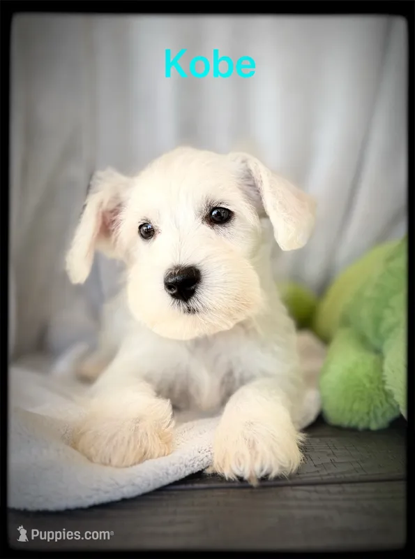 Kobe – Miniature Schnauzer puppy for sale in Abbeville, SC