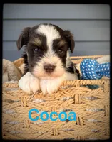 Cocoa, a male Miniature Schnauzer for sale in Abbeville, SC – 3 of 5
