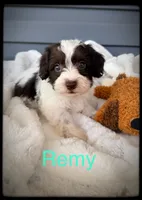 Remy, a male Schnoodle for sale in Abbeville, SC – 2 of 4