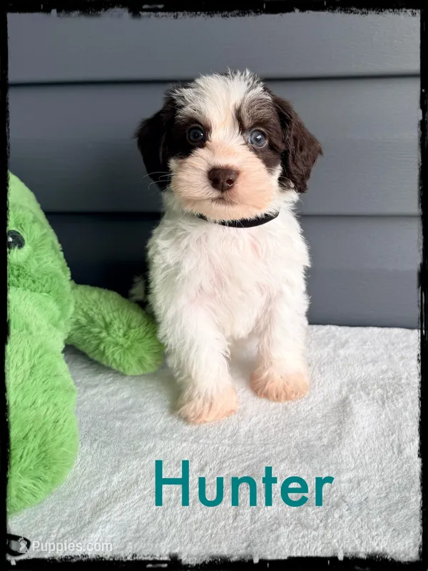 Hunter – Schnoodle puppy for sale in Abbeville, SC