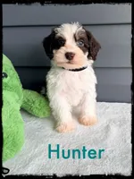 Hunter, a male Schnoodle for sale in Abbeville, SC – Photo 1 of 3