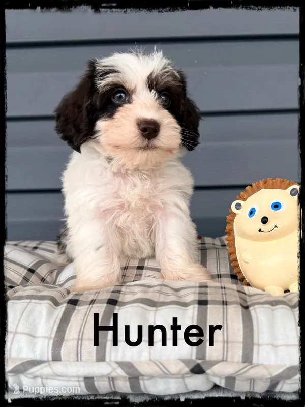 Hunter – Schnoodle puppy for sale in Abbeville, SC